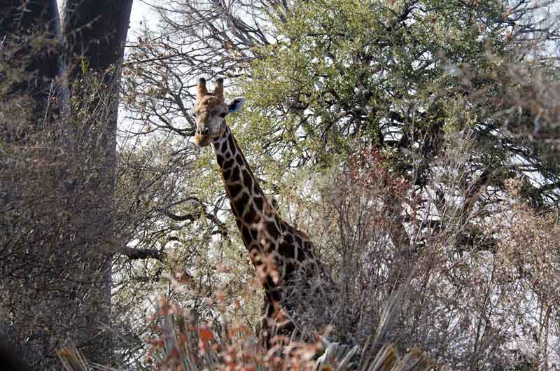 123 - Namibia - jirafas - reserva de animales Mahango